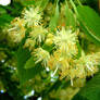 Linden flower