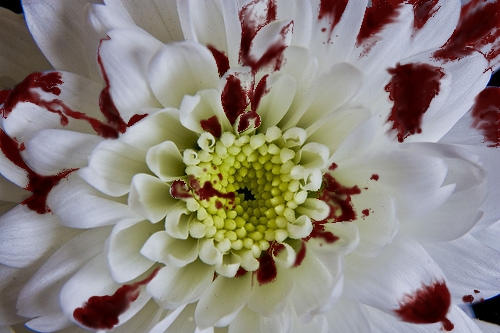 Blood Daisy Rid Blood Daisy by Shannon215 on DeviantArt
