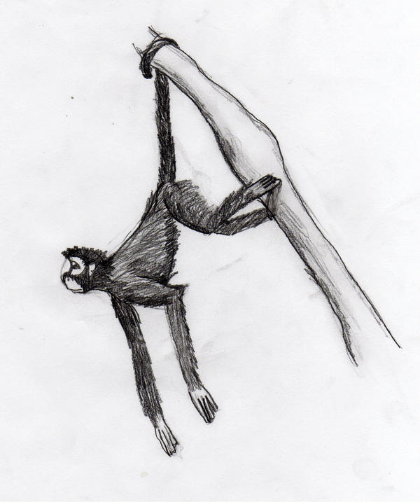 Spider Monkey Deviantart Spider Monkey by RuleDaWorldART on DeviantArt