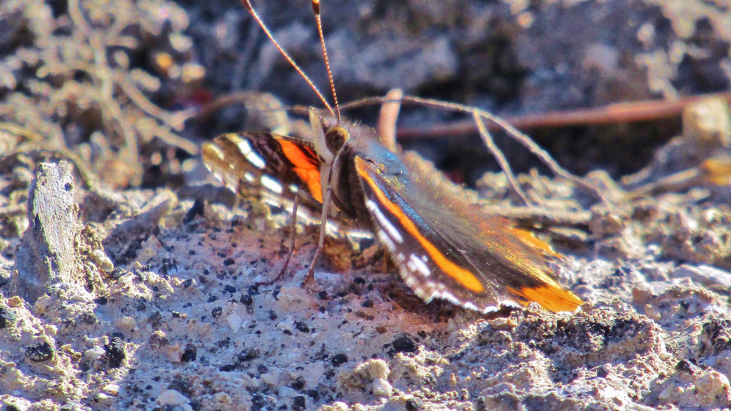 Translucent Butterfly by Paul-Simanauskas on DeviantArt