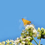 Fiery Skipper