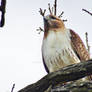 Perched Red-Tailed Hawk