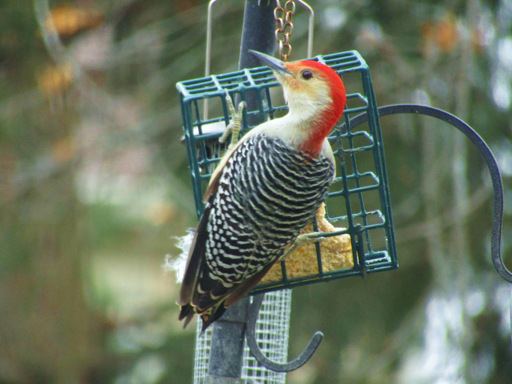 Hungry Red Hungry Red Bellied Woodpecker by Paul-Simanauskas on DeviantArt
