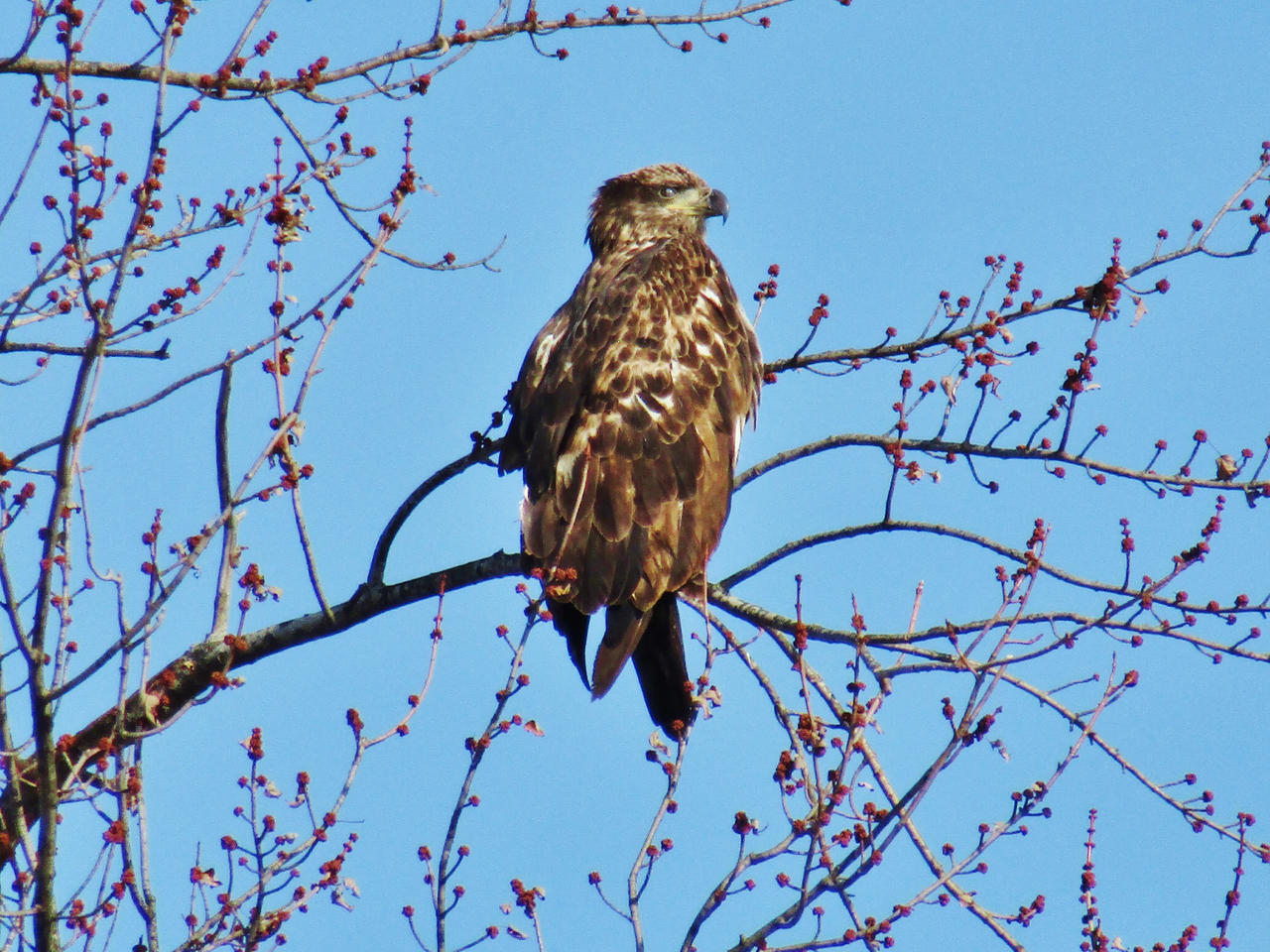 Juvenile Bald Eagle resting