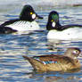 Female Wood Duck