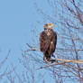 Sub-Adult Bald Eagle Chilling