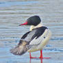 Merganser