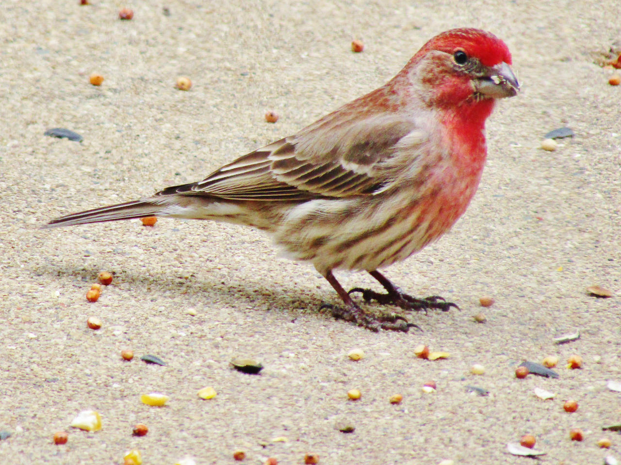 Hungry House Finch