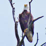 Vigilant bald eagle