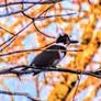 Belted Kingfisher