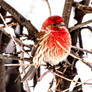 Happy little housefinch