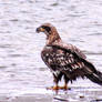 Immature bald eagle on a sandbar