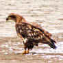 Cold and snowy immature bald eagle
