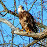 Sub-Adult Bald Eagle Stares Me Down