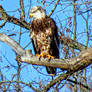 Bald Eagle Takes in the Sun