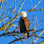 Adult Bald Eagle on a Frigid Day