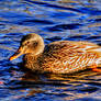 Female Mallard Duck