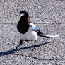 Sassy little Black-Tailed Magpie