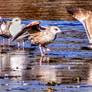 Herring gull disagreement