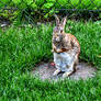 Angry-Cute Bunny