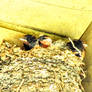 Barn Swallow Hatchlings