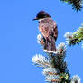 Eastern Kingbird takes the Throne