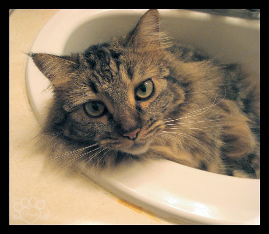 Jaspurr in the sink