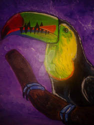 Toucan