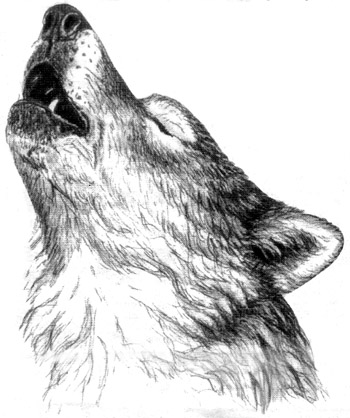 Howling Wolf head