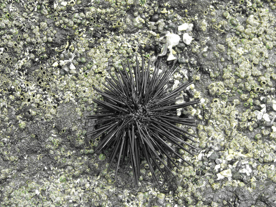 Lonely Urchin