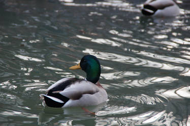 Artful duck