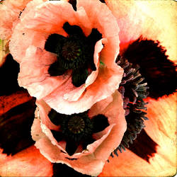 PinkPoppies02