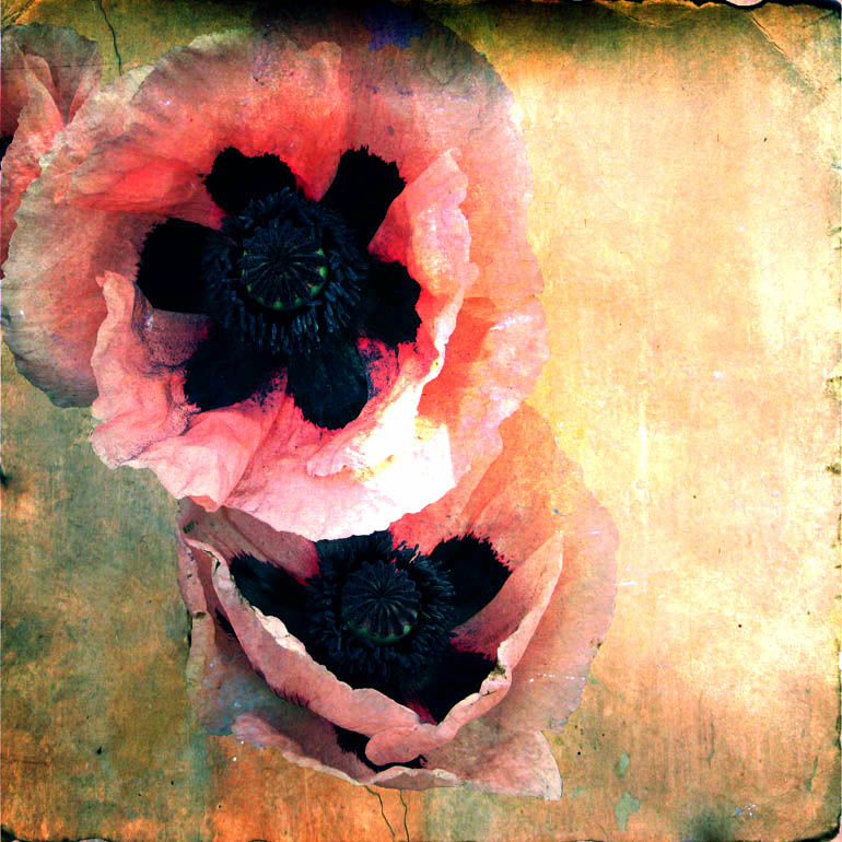 PinkPoppies04