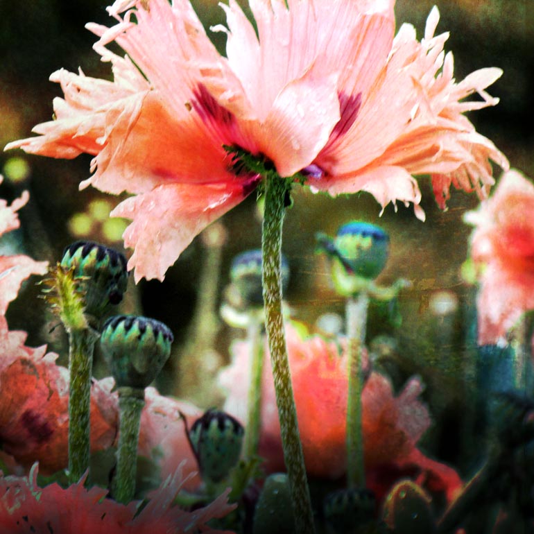 PinkPoppies07