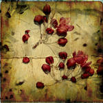 CrabApple01 by horstdesign