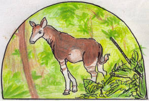 Okapi