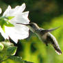 Humming Bird