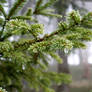 Fir branches