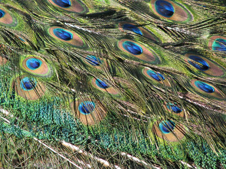 Peacock Feathers