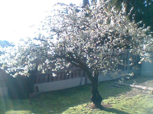 Another cherry tree