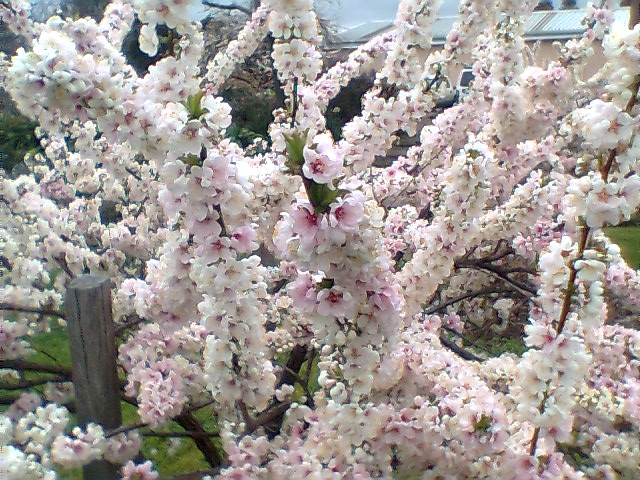 Spring Blossoms