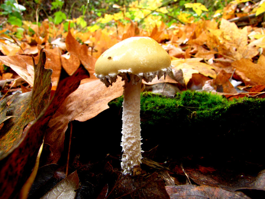 Fuzzy Mushroom