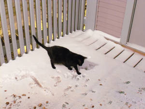 Perkins' first snow