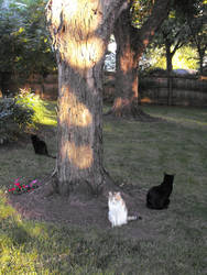 The three cats guarding a tree