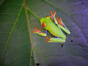 Red Eyed tree Frog
