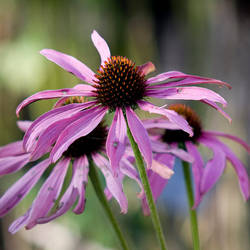 Purple Coneflower