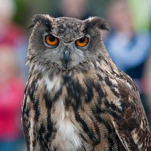 eagle-owl