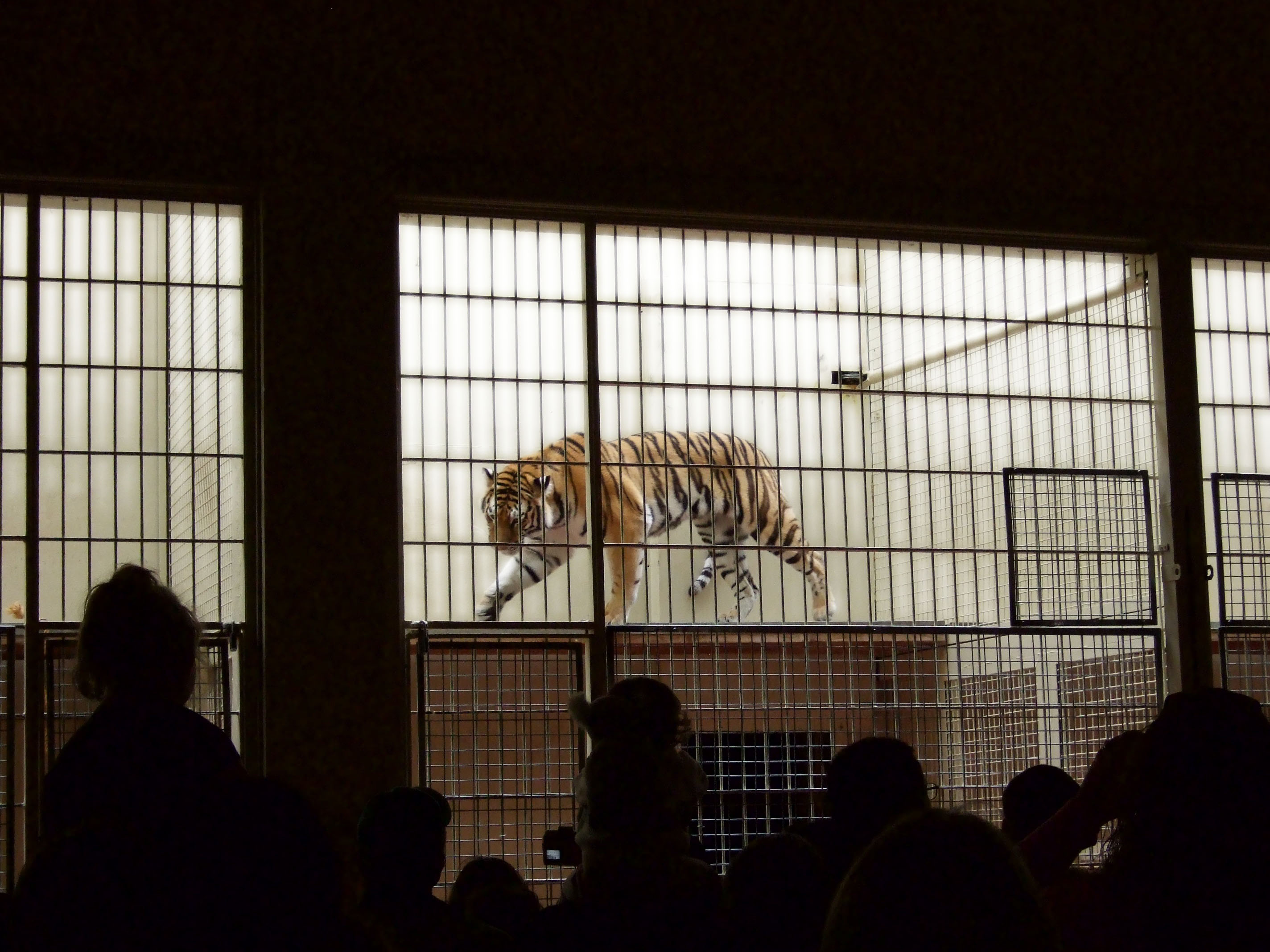 Caged Tiger