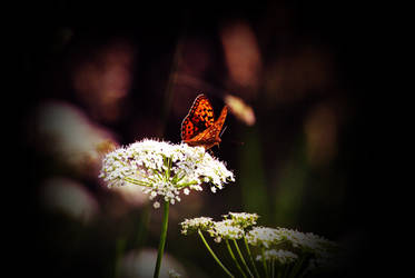 Butterfly Spotlight