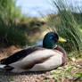 canard at the waterside